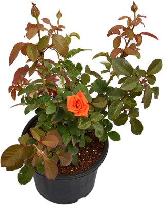 Bee Green Rose Plant(Hybrid, Pack of 1)