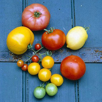 CYBEXIS Tomato Seeds Combo 11 Types Seed(10 g)