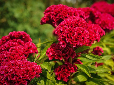 Paudha Cockscomb Seed(31 per packet)