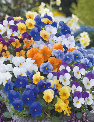 XOLDA Viola Seed(49 per packet)