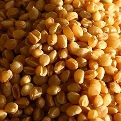 VibeX wheatgrass Seed(5000 per packet)
