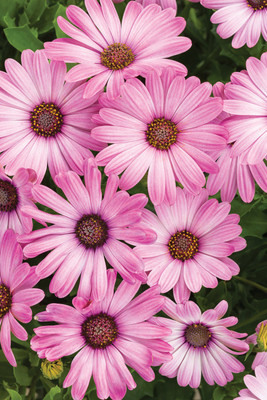 Paudha Swan River Daisy Seed(54 per packet)