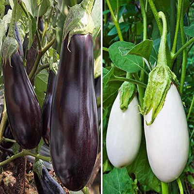 VibeX CBZ-16-Vegetable Seed Combo Pack - BRINJAL - WHITE & PURPLE Seed(70 per packet)
