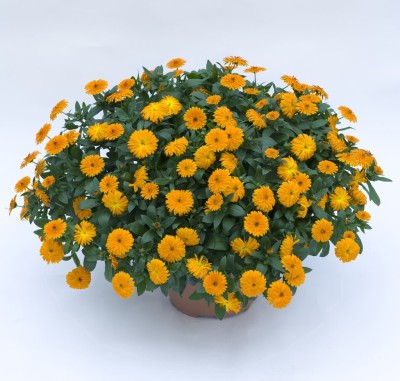 Lippy Orange English Marigold Calendula Seed(100 per packet)