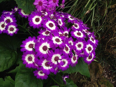 XOLDA Cineraria Seed(39 per packet)