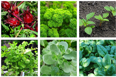 CYBEXIS Gardens Leafy Vegetable Seeds Combo Seed(10 g)