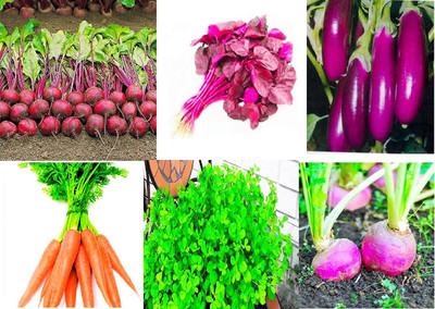 VibeX LXI-20-Combo Pack of 6 Types Vegetable Seeds Seed(210 per packet)