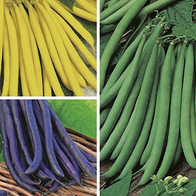 Aywal Hybrid French Beans Selection - High Yielding Seed(30 per packet)