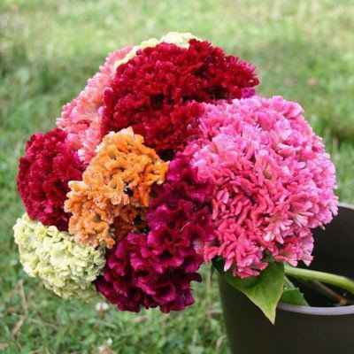 Paudha Cockscomb Seed(31 per packet)