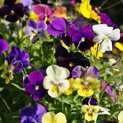 Paudha Viola Seed(26 per packet)