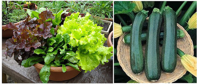 VibeX KGF-55-Lettuce Mixed Leaves Seeds & Squash/Zucchini Long Green Seed(70 per packet)