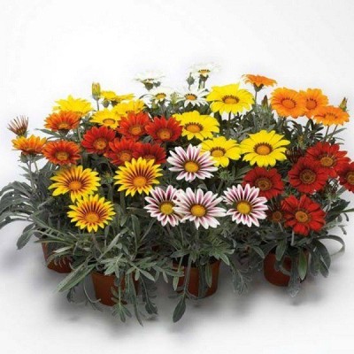 Sjeme Gazania Seed(95 per packet)