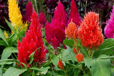 Paudha Celosia Seed(54 per packet)