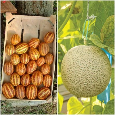 VibeX CBZ-37-Fruit Seeds Combo- Musk Melon And Wild Melon/Kachri Seed(70 per packet)