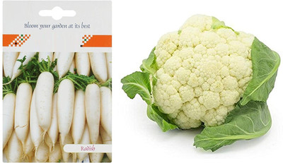 VibeX XII-72-2-Varieties-Radish, Cabbage Seed(70 per packet)