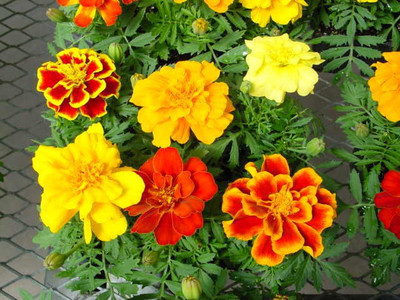 ME Traders French Marigold Seed(21 per packet)