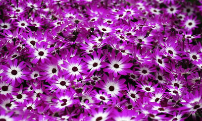 XOLDA Hybrid Cineraria Seed(59 per packet)