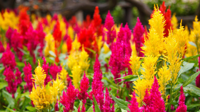 Paudha Celosia Seed(11 per packet)