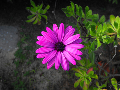 Paudha Swan River Daisy Seed(39 per packet)