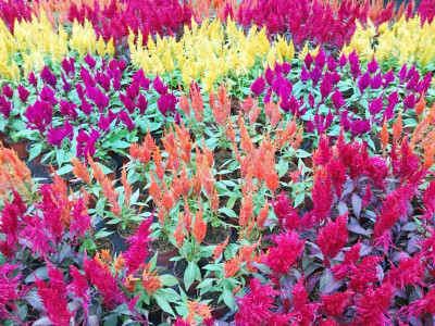 XOLDA Celosia Seed(49 per packet)