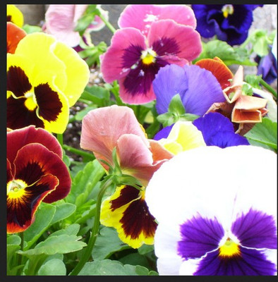 Paudha Viola Seed(29 per packet)