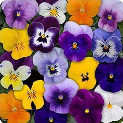 Paudha Viola Seed(17 per packet)