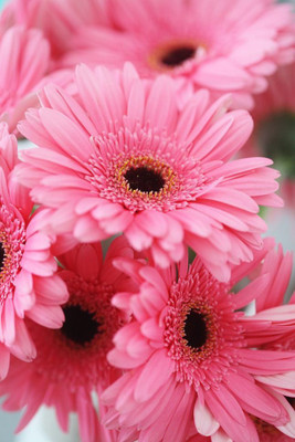 Paudha Swan River Daisy Seed(42 per packet)