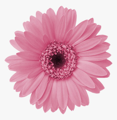 Paudha Swan River Daisy Seed(26 per packet)