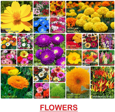 VibeX 25-Varieties-Grow Your Own Flower Seeds Combo Seed(875 per packet)