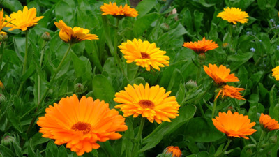 Paudha Calendula Seed(22 per packet)