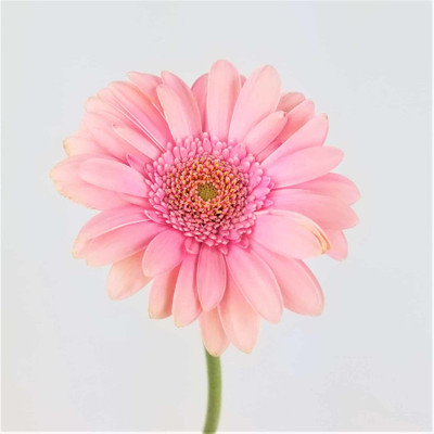 XOLDA Swan River Daisy Seed(40 per packet)
