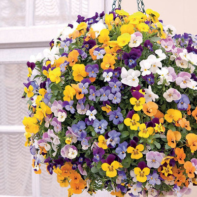 XOLDA Viola Seed(39 per packet)