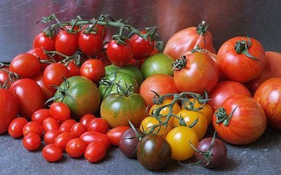 CYBEXIS Mixed Collection of Tomatoes (9 packets)- Round, Long, Cherry, Mixed Combo Seed(10 g)