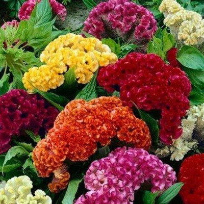 Paudha Cockscomb Seed(31 per packet)
