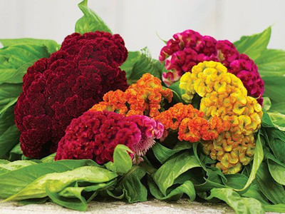 Paudha Cockscomb Seed(27 per packet)