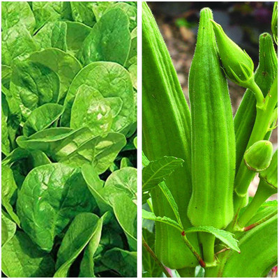CYBEXIS Hybrid Combo Bhindi Okra Lady Finger Seeds & Palak Spinach Seeds Seed(10 g)