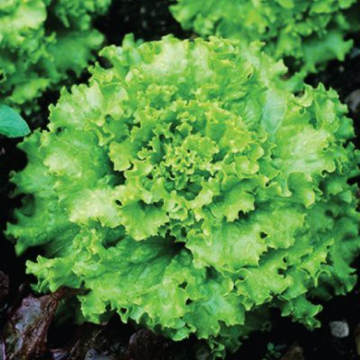 CYBEXIS Lettuce Grand Rapids Variety4000 Seeds Seed(4000 per packet)