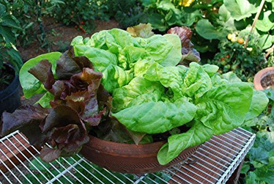 VibeX CBZ-81-Leafy Pots Variety Seeds Combo- Lettuce 3 Types and Spinach Seeds Each (4packets) Seed(140 per packet)