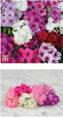 Jioo Organics Phlox Beauty Mix Flower Hybrid Seeds For Mini Pots Home Garden Plant… Seed(2 per packet)