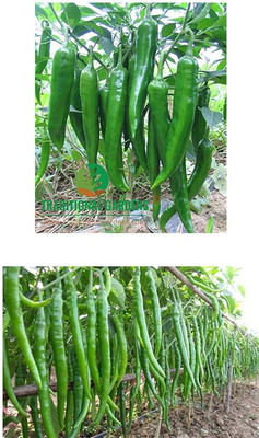 Jioo Organics Hybrid Green Chilli Seeds… Seed(50 per packet)