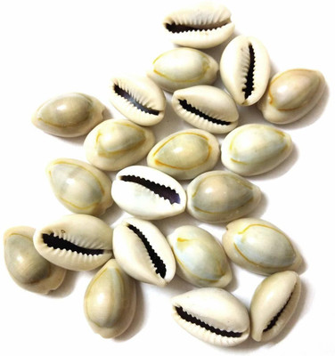 Anjaneya Natural Kawdi, Kaudi, Kowdi, Cowrie, Koudi, Kodi Shells- Set of 21 for Laxmi Pooja/puja Stoneware Yantra(Pack of 21)