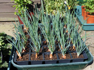 saraswati traders Onion Seed(250 per packet)