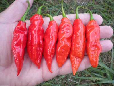 saraswati traders Chilli Seed(100 per packet)