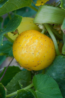XOLDA Cucumber Yellow round Seed(40 per packet)