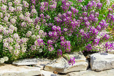 Paudha Sweet Alyssum Seed(19 per packet)