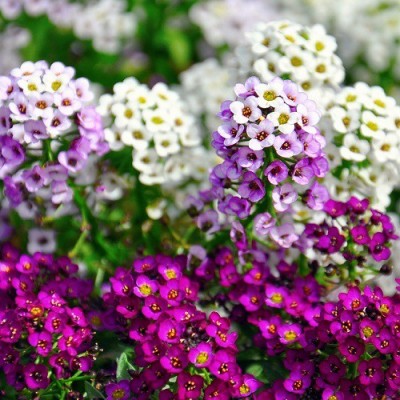 XOLDA Sweet Alyssum Seed(30 per packet)