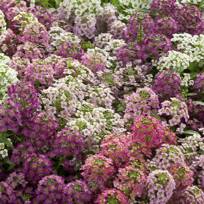 Paudha Sweet Alyssum Seed(19 per packet)