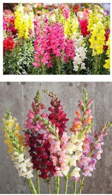 Jioo Organics Chinese Antirrhinum Mix Flowers Imported Hybrid Seeds… Seed(50 per packet)