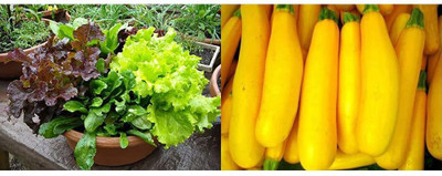 CYBEXIS Lettuce Mixed Leaves-80 Seeds & Squash, Zucchini Yellow Long Seeds Seed(10 g)