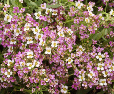Paudha Sweet Alyssum Seed(19 per packet)